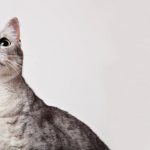 Pet Nutrition and Diet