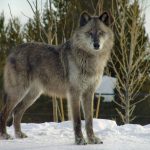 Top 5 Minerals Essential To Your Pets Health