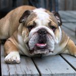 Shedding Light on the English Bulldog