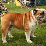 A Few Facts About Bulldogs