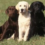Petupon’s Top Ten Dog Breeds