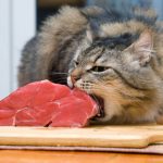 Is a raw food diet good for my dog or cat?