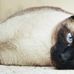 All About Siamese Cats