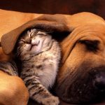 Natural Flea And Tick Treatment With Essential Oil