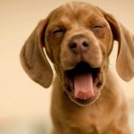 What is the best brand of dog food to use?