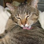 Why Cats Lick So Much