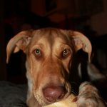 Different Types of Dog Chews