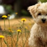 Understanding And Easing Pet Loneliness