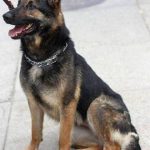 The History of German Shepherds