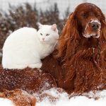 Six Tips to Keep Your Pets Safe This Winter