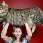 All About Maine Coon Cats