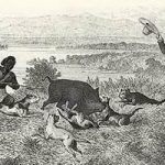 The History of Pitbulls I