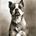 The History of Pitbulls III