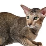 All About the Exotic Shorthair Cat