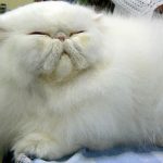 The Thick-Furred Persian Cats