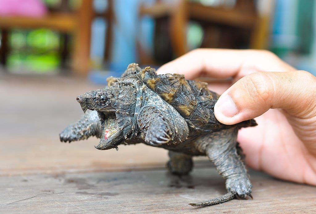 Alligator Snapping Turtle