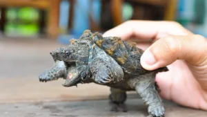 Alligator Snapping Turtles: Biology, Safety, and Conservation