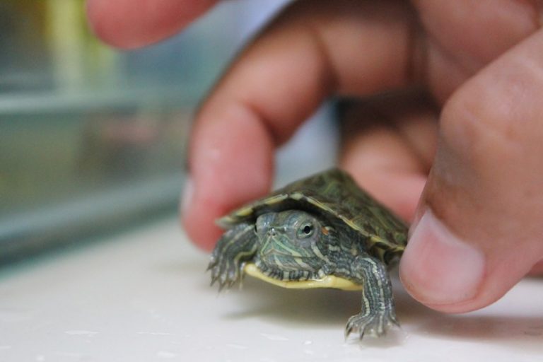 Baby Turtles