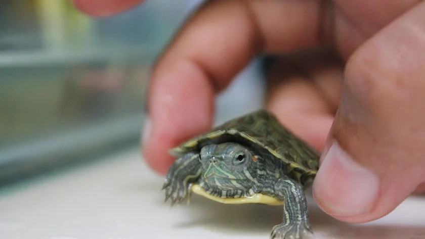Baby Turtle Care: Habitat, Feeding, and Health Basics