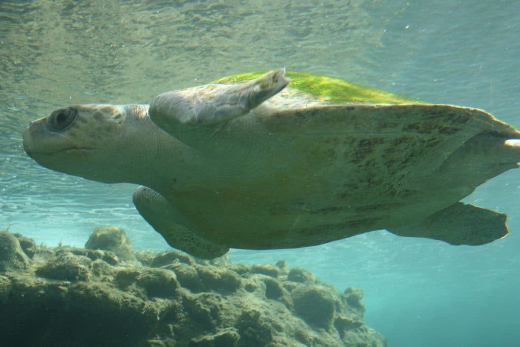 Green Sea Turtle