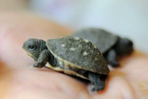 Identify Which Kind of Turtle