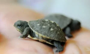 How to Identify a Turtle: Safe Observation Checklist