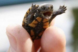 Mini Pet Turtles