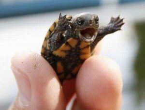 Mini Pet Turtles