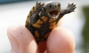 Mini Pet Turtles: The Truth About Size and Care