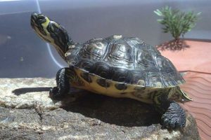 Pond Turtle