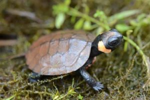 Species of Turtle that Stays Small
