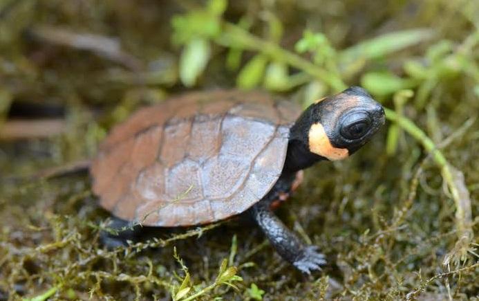 Species of Turtle that Stays Small