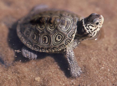 Terrapins as Pets