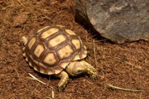 Where Do Turtles Live