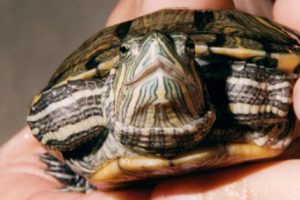 pet turtles