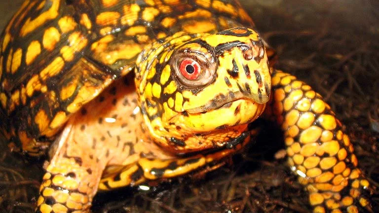 Turtle Tank Setups: Aquatic, Semi-Aquatic, and Terrestrial