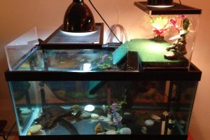 turtle tank setup