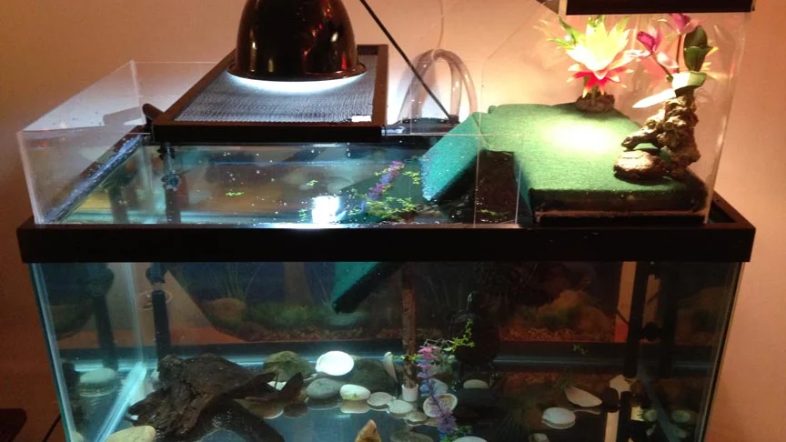 Where to Buy a Turtle Tank: Size and Seller Checklist