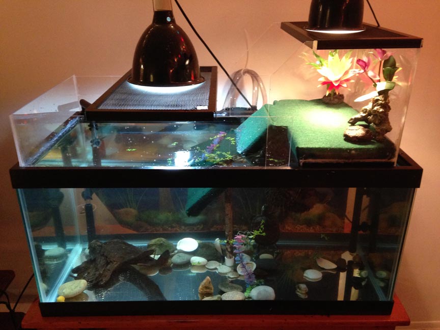 turtle tank setup