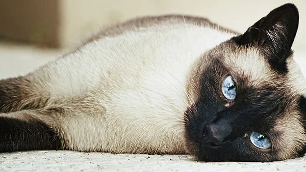 Siamese Cats: Temperament, Enrichment, and Health