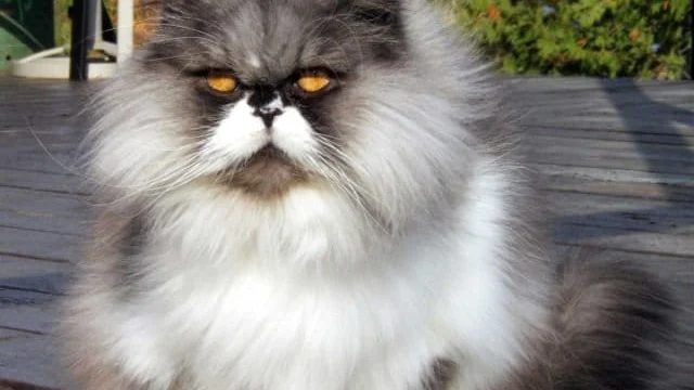 Persian Cats: Temperament, Grooming, and Health