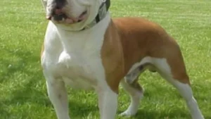 American Bulldog: Temperament, Health, Training, and Care