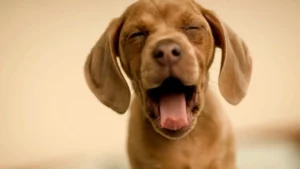 How to Care for a 5- to 6-Week-Old Puppy