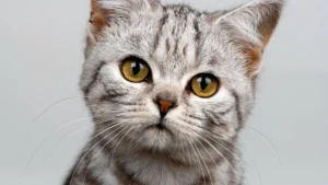 Popular Cat Breeds: Choose for Welfare, Not Trends