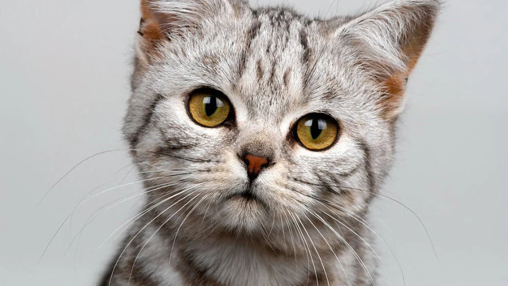 Popular Cat Breeds: Choose for Welfare, Not Trends