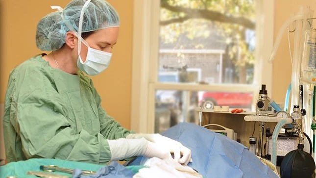 Dog Surgery Aftercare: 10 Rules for a Safer Recovery