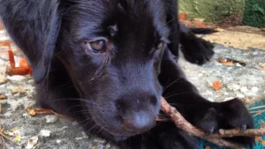 Our Puppy Survived Parvo: Signs, Treatment, and Prevention