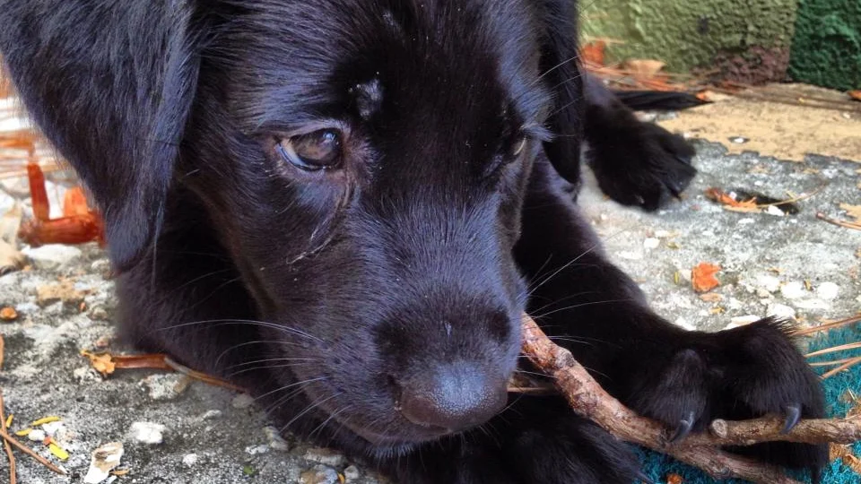 Our Puppy Survived Parvo: Signs, Treatment, and Prevention
