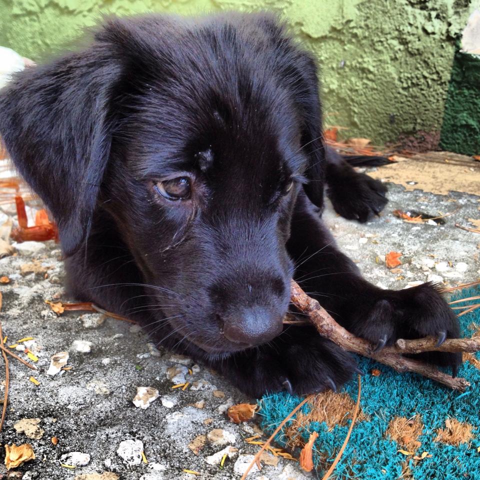 True Story: Our Parvo Puppy Is A Survivor