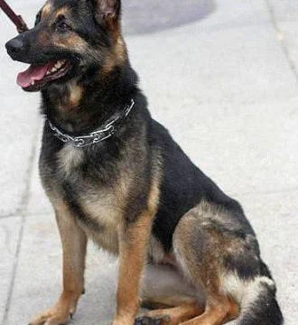 German Shepherd History, Working Roles, and Modern Care
